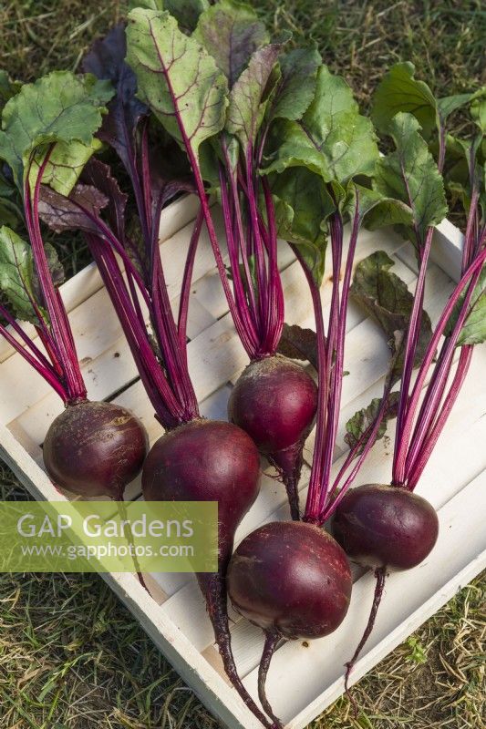 Beetroot 'Red Shine'. Harvested and washed roots in a wooden seed tray. August