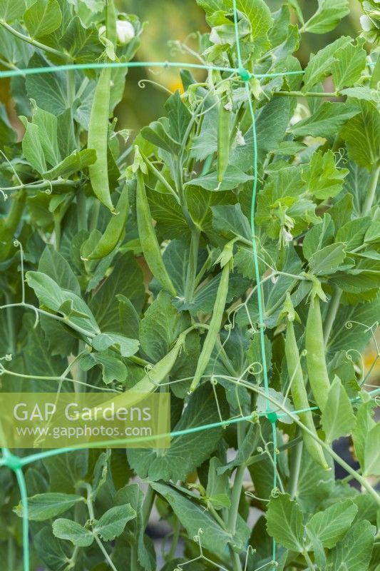 Pea 'Snack Hero'. Closeup of snap peas grrown through plastic netting ready to harvest. August.
