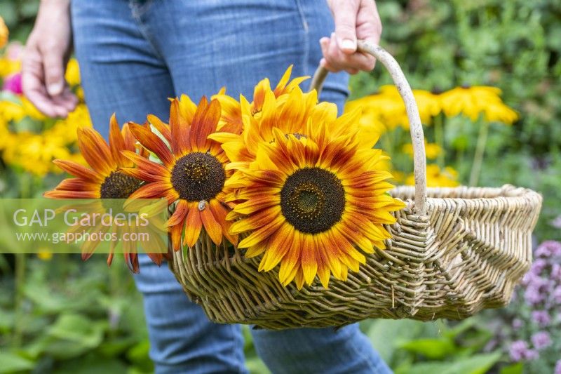 Woman carrying wicker basket with Helianthus - Sunflowers