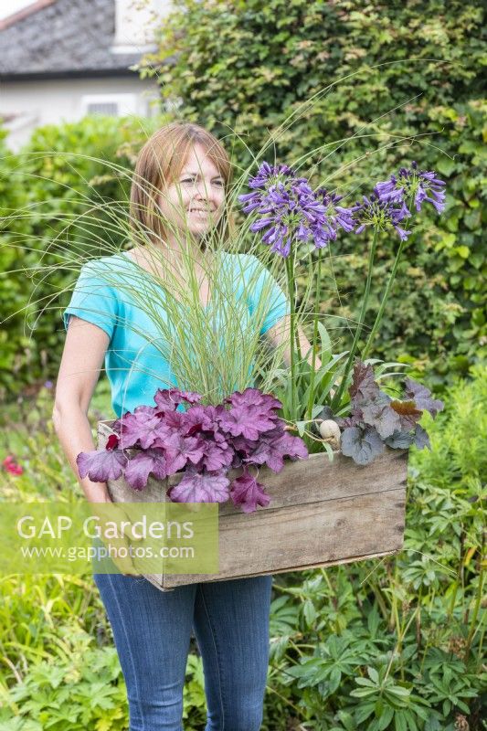 Woman carrying wooden crate with Heucheras, Agapanthus and stipa