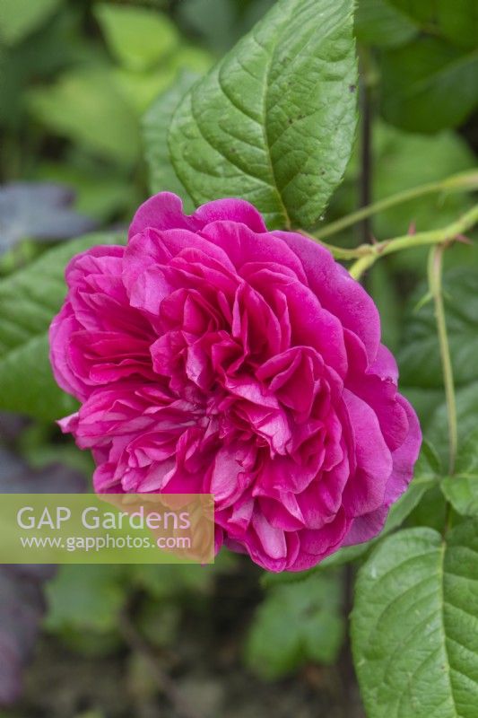 Closeup of Rosa 'James L. Austin'. syn. 'Auspike'. Single deep pink double rose bloom. June.
