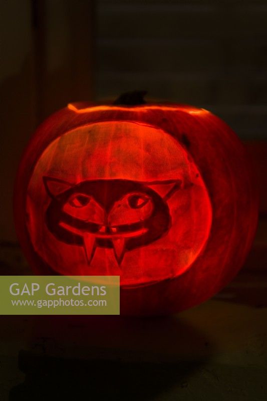 Halloween carved and decorated pumpkin lantern depicting a scary animal face.  October