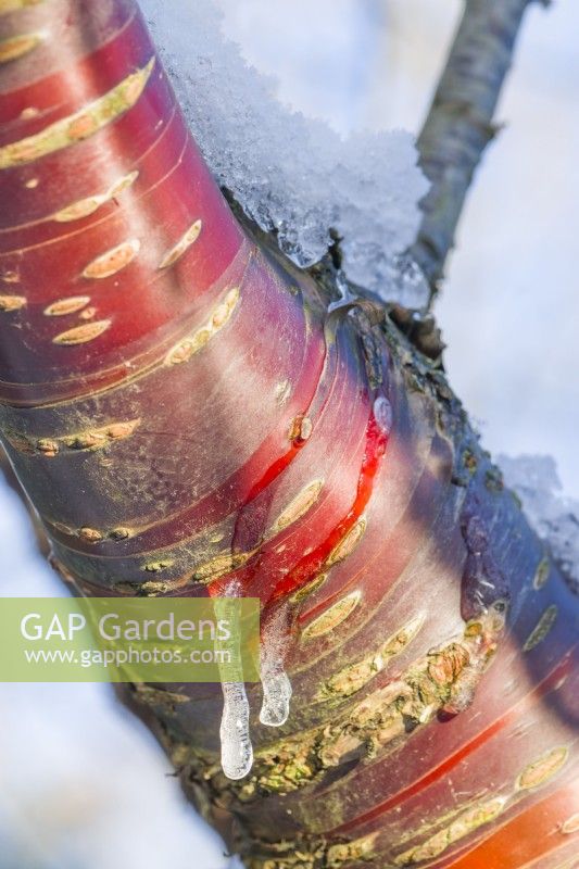 Prunus serrula - Tibetan cherry. Closeup of bark with icicles formed from snow melting in low winter sun. December.