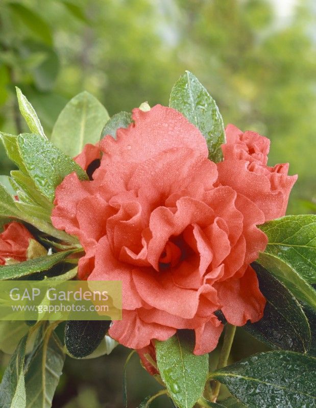 Rhododendron Rubra, spring May