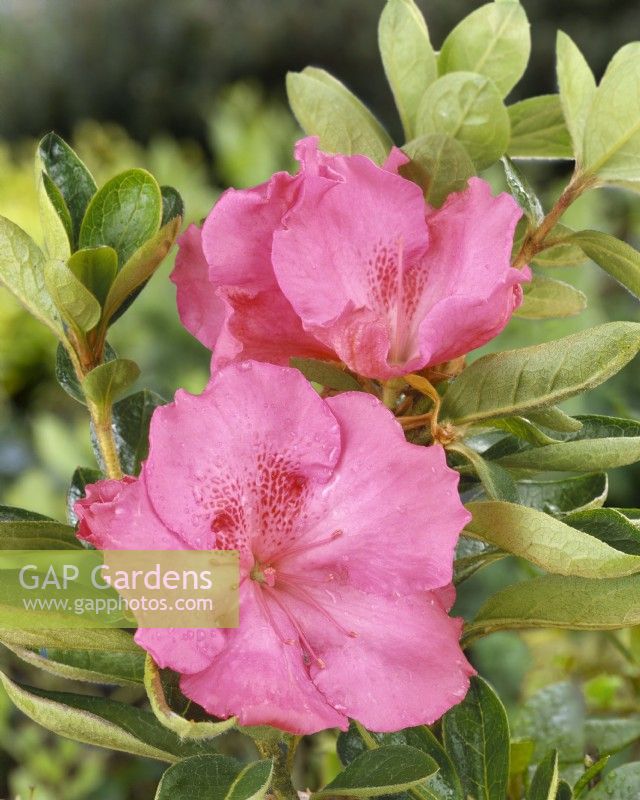 Rhododendron Carnival Music, sumer June