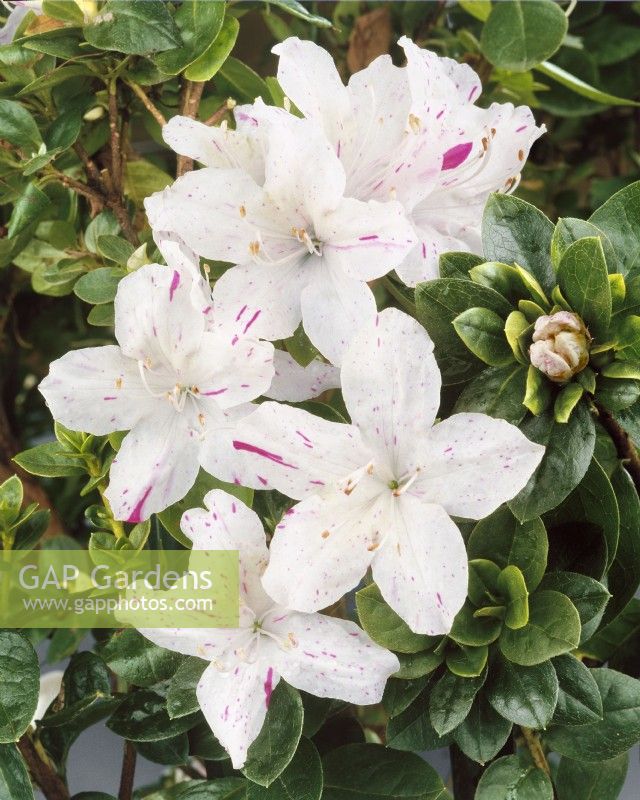 Rhododendron Dimity, spring May