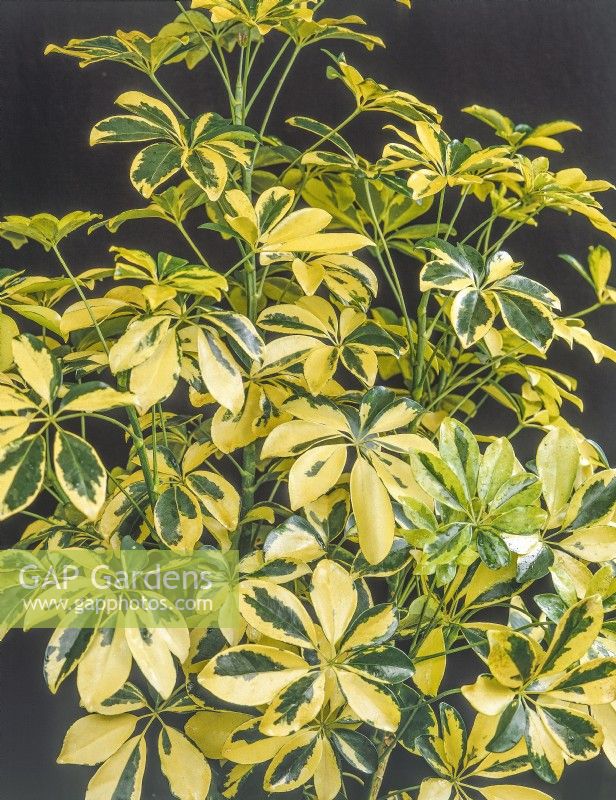 Schefflera arboricola Gold Capella, summer August