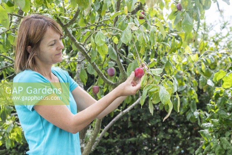 Woman picking fruit from Plum 'Victoria' tree