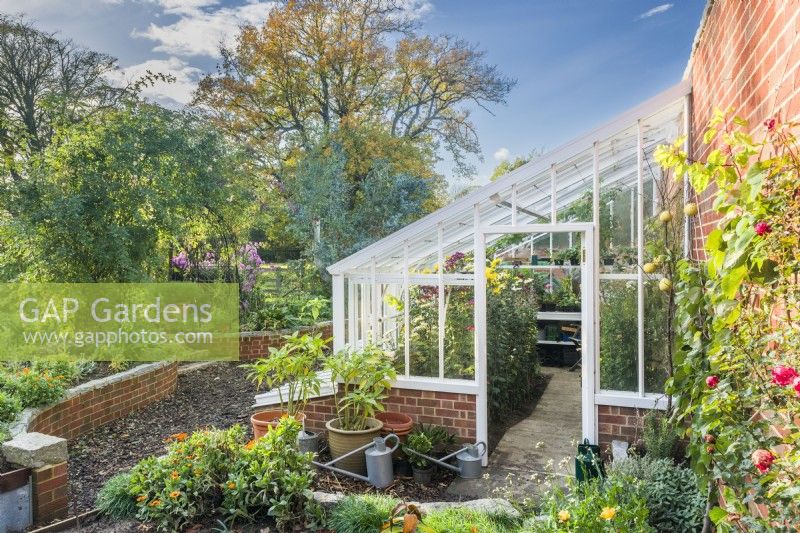 View of Victorian style Alitex aluminium leanto greenhouse filled with chrysanthemums in flower. October.