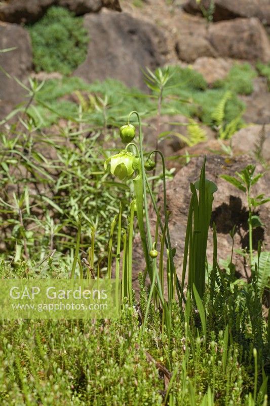 Sarracenia alata, spring March
