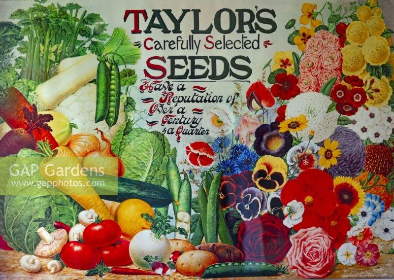 Poster of vintage botanical illustrations for Taylors seed Merchants