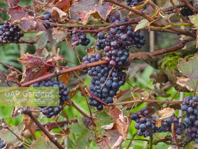 Vitis vinifera 'Purpurea'  October Autumn