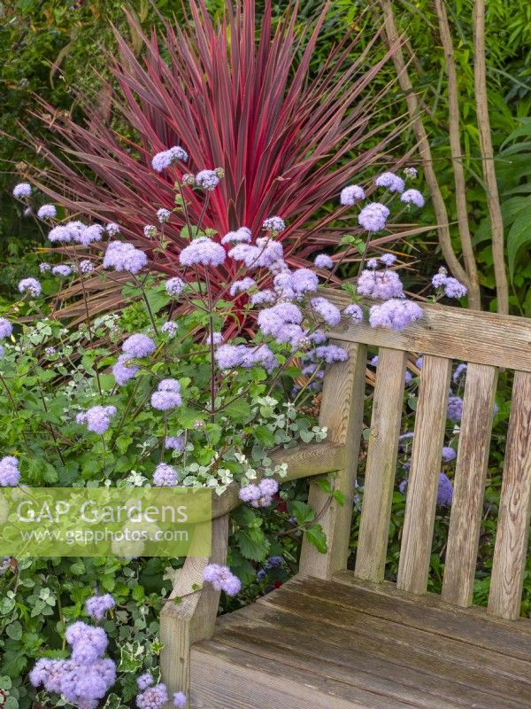 Ageratum houstonianum with wooden bench and Cordyline 'Pink Passion'  in the background September Autumn