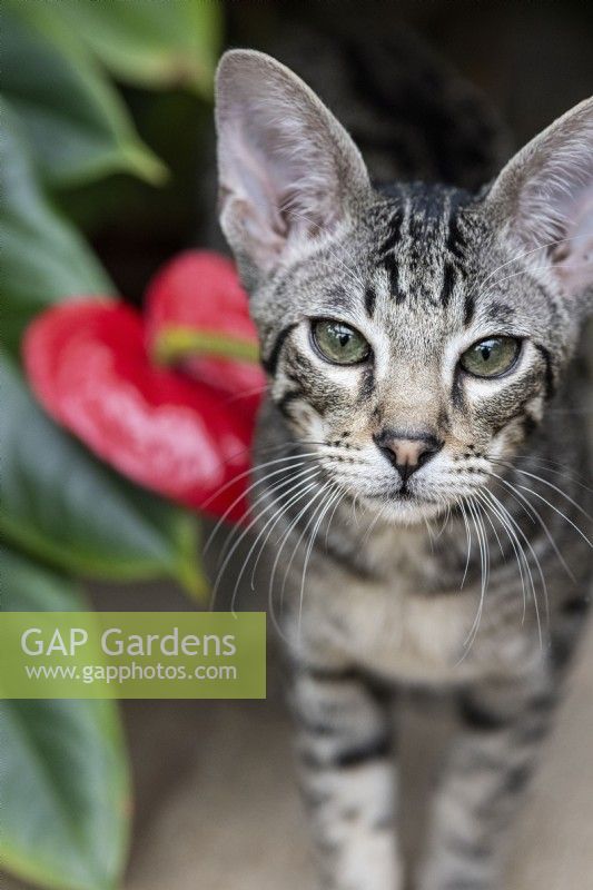 A Savannah pet cat stands beside a heart shaped red flowering Anthurium tropical plant