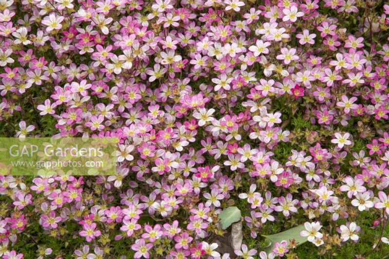 Saxifrage 'Alpino Pink', May