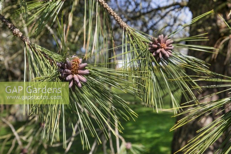 Pinus ponderosa at Birmingham Botanical Gardens, April