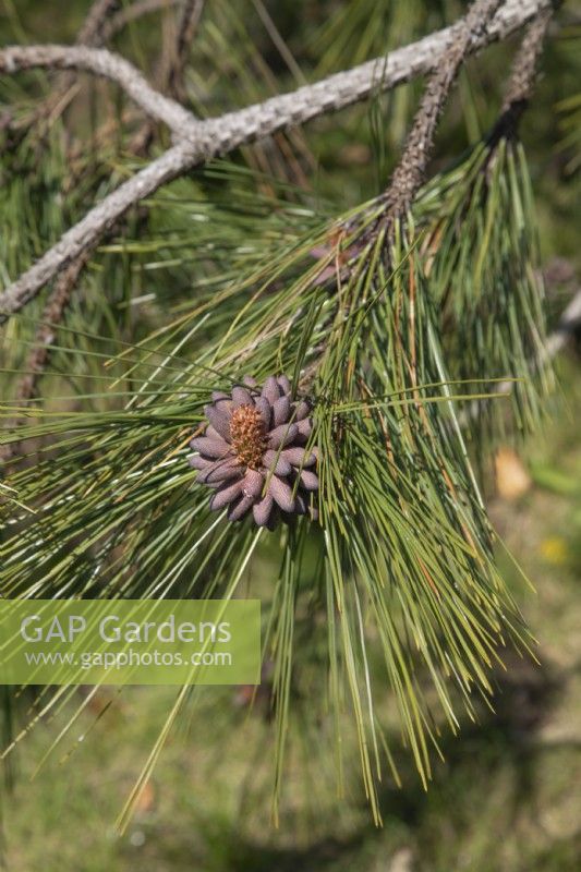 Pinus ponderosa at Birmingham Botanical Gardens, April
