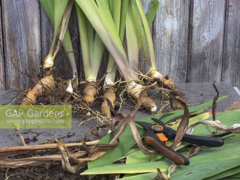Lift and divide bearded iris rhizomes - trimmed offshoots ready for replanting