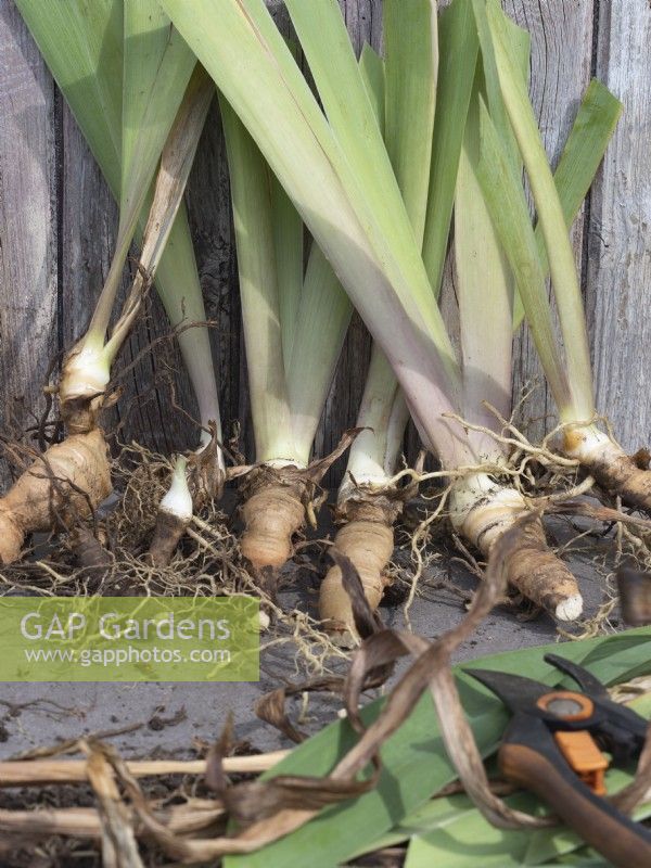 Lift and divide bearded iris rhizomes - trimmed offshoots ready for replanting