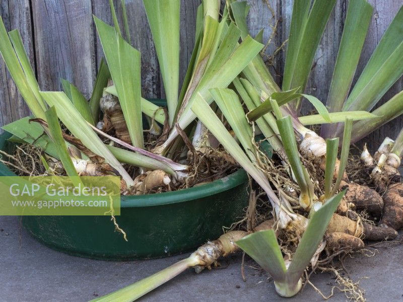 Lift and divide bearded iris rhizomes - Prepared plants ready for replanting