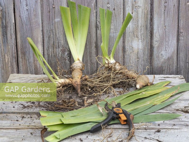 Preparation of divided bearded iris rhizomes for replanting - trim back leaves