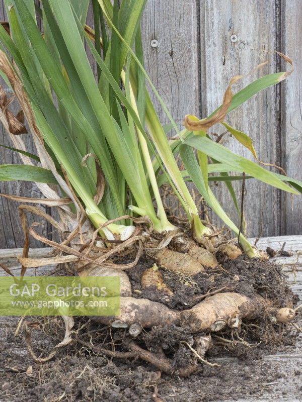 Preparation of divided bearded iris rhizomes for replanting - showing spent rhizome with new side shoots
