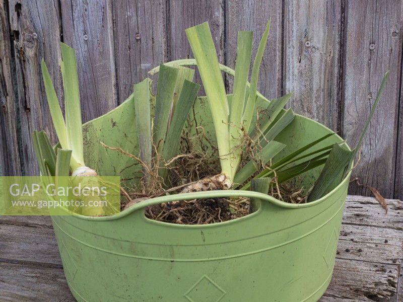 Preparation of divided bearded iris rhizomes showing prepared new plants in green trug