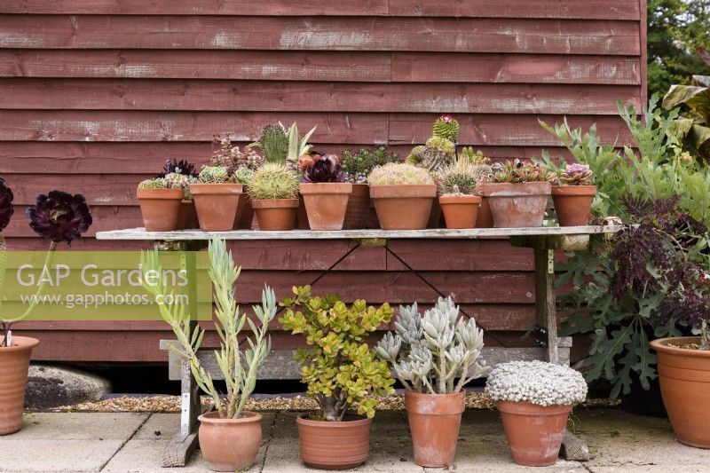 Display of cacti and succulents outside for the summer at Terstan in September
