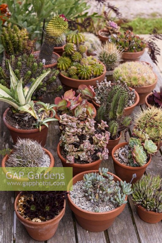 Display of cacti and succulents outside for the summer at Terstan in September