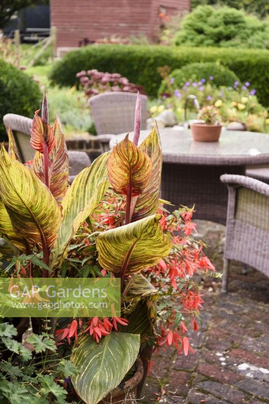Pot of canna and begonia in a September garden