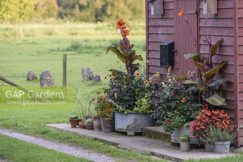 Arrangement of pots against a painted granary at Terstan in September planted with Dahlia 'Moonfire', cannas and begonias