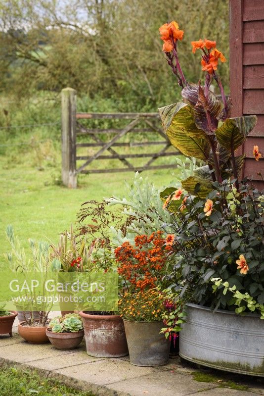 Arrangement of containers in a country garden planted with orange-flowered plants including cannas, dahlias and Calceolaria integrifolia 'Kentish Hero' in September