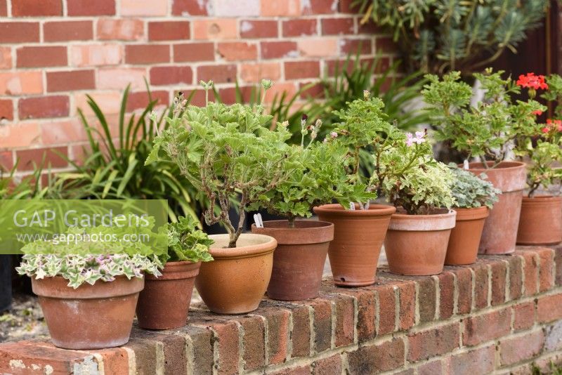 Line ot clay pots of pelargoniums on a low brick wall in September
