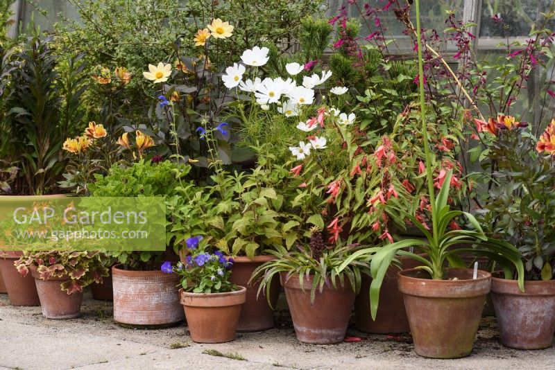 Display of clay pots planted with begonias, cosmos, violas and eucomis in September