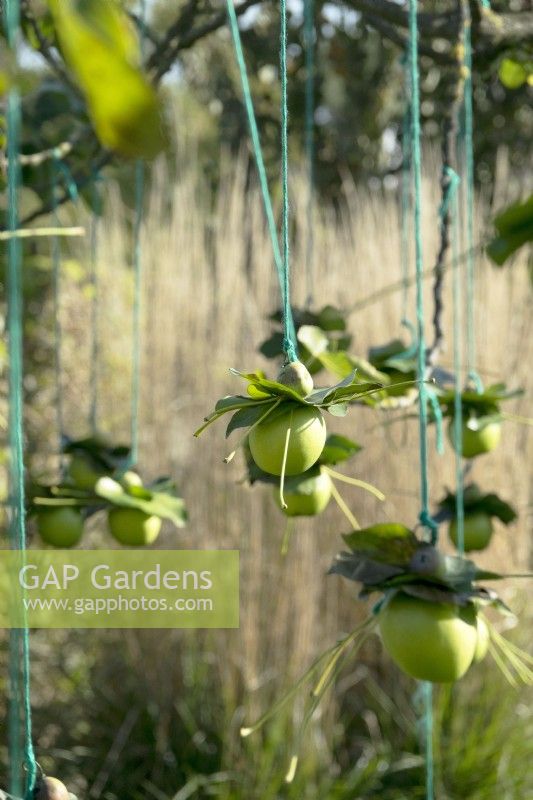 Granny apples with leafs hanging in tree as decoration.