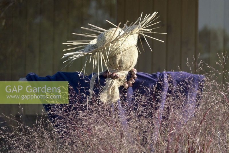 Friendly scarecrow with straw hat and purple blanket behind grasses. Necklace of chestnuts.