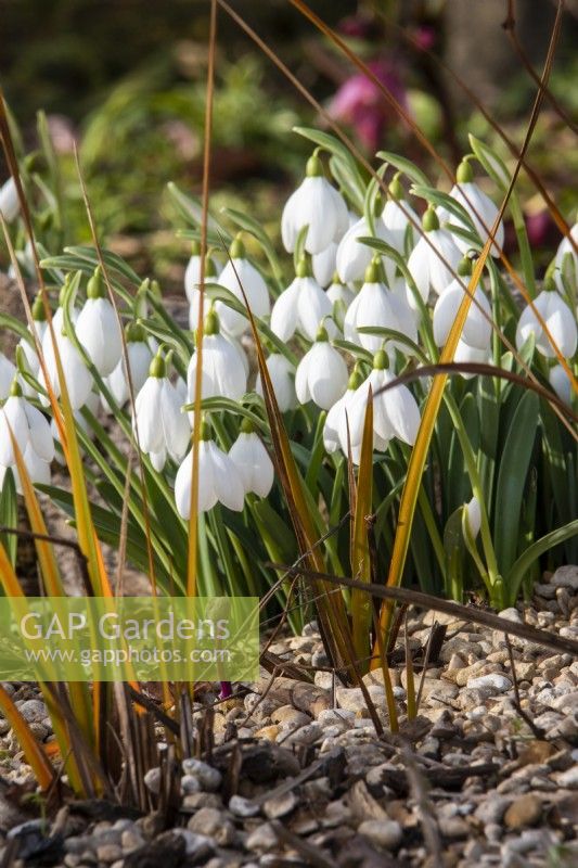 Galanthus 'Bertram Anderson' planted with the bronze foliage of Libertia peregrinans.