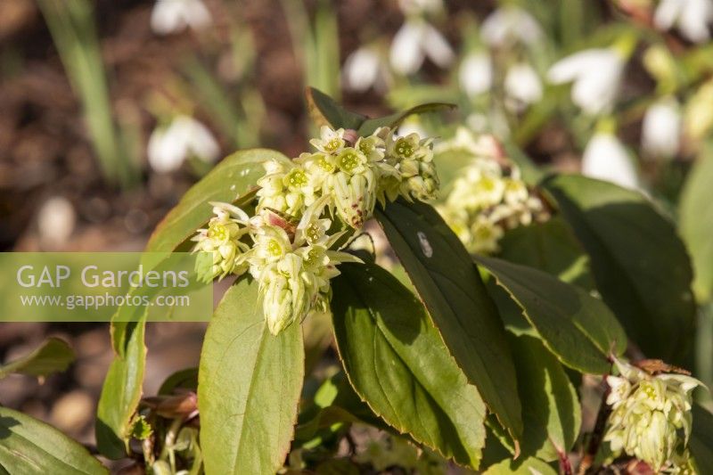 Ribes laurifolium Rosemoor form - flowering currant - January