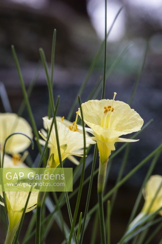 Narcissus  romieuxii - hoop petticoat narcissus - January