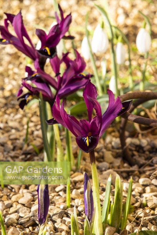 Iris reticulata 'Pauline' - January