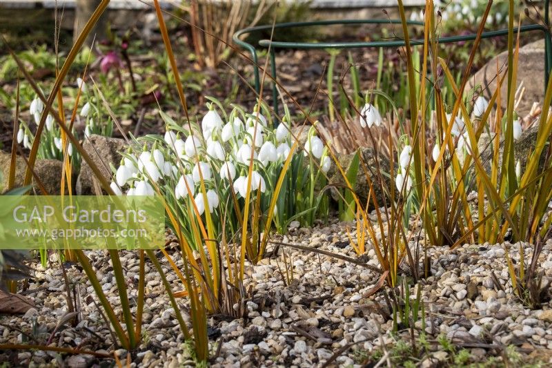 The bronze foliage of Libertia peregrinans sets off the flowers of Galanthus 'Bertram Anderson'.
