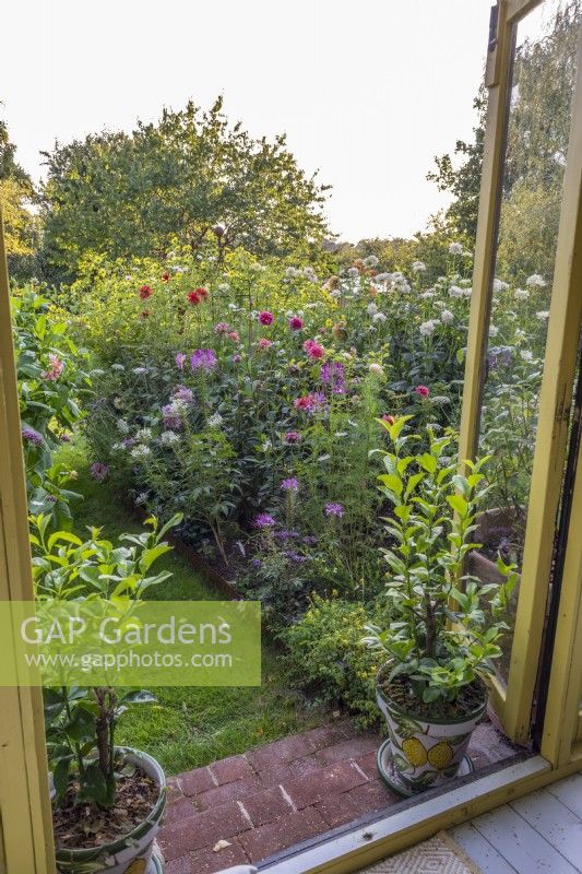 View through summerhouse doors with pots of lemon trees on steps  to border of Dahlias and annuals