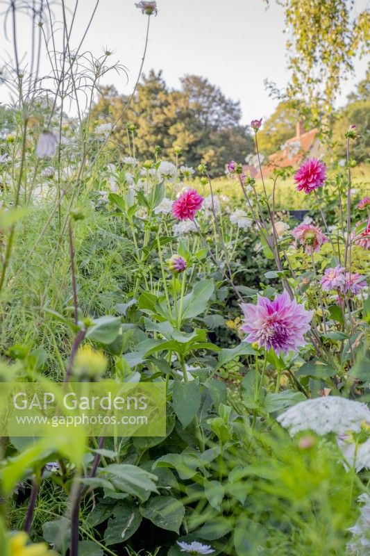Borders of dahlias and annuals with view to the countryside beyond.