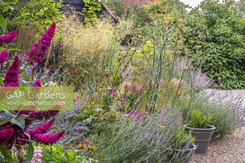 Naturalistic mixed border within gravelled area. Plants include:-Lychnis chalcedonica; Foeniculum vulgare; Geranium 'Anne Folkard'; Salvia sclarea; Lavandula; Stipa gigantea and Allium seedheads and Buddleja 'Prince Charming' in foreground