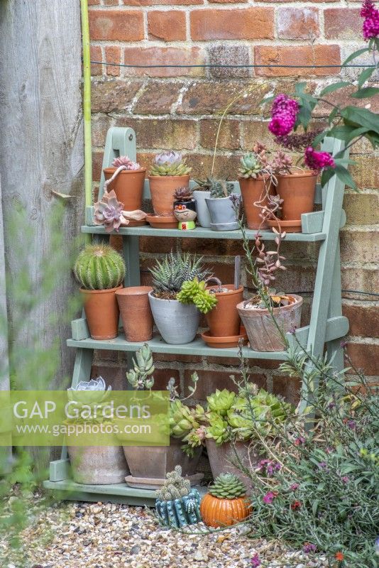 Collection of small potted succulents on painted wooden tiered display shelves against wall