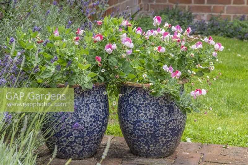 Lathyrus odoratus var. napellus 'Pink Cupid' in small blue and white patterned containers with Erigeron Karvinskianus