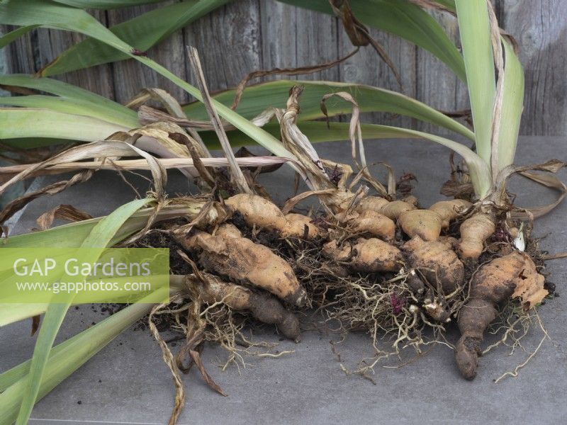 Lift and divide bearded iris rhizomes - lifted clump ready for division