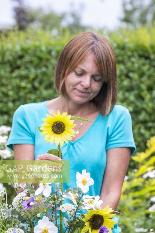 Woman placing Helianthus 'Buttercream' - Sunflower in a bouquet with Catananche, Ammi visnaga, white Anemone and Eucalyptus sprigs