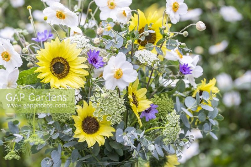 Bouquet of Helianthus 'Buttercream' - Sunflowers, Ammi visnaga, Catananche caerulea, white Anemones and Eucalyptus sprigs in a glass vase