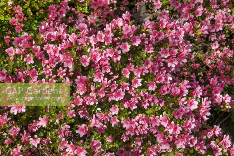 Rhododendron 'Kirin' at Birmingham Botanical Gardens, April